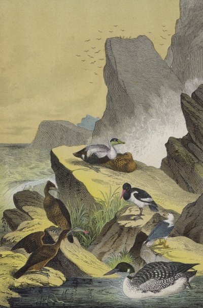 Birds of the sea coasts of Northern Europe by European School