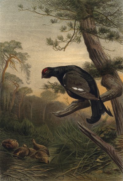 Black Grouse by European School