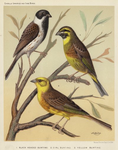 Black Headed Bunting, Cirl Bunting, Yellow Bunting by European School