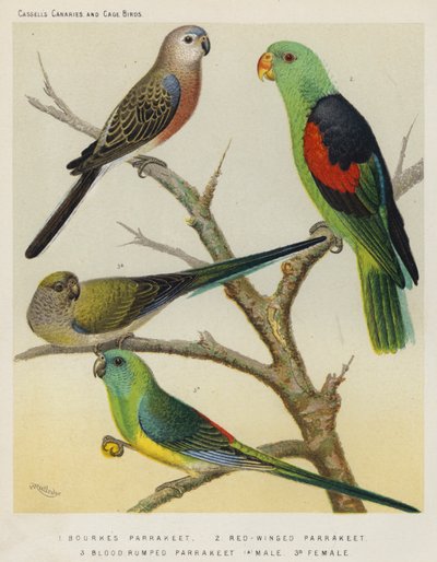 Bourkes Parrakeet, Red-Winged Parrakeet, Blood Rumped Parrakeet, Male, Female by European School