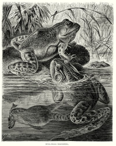 Bull Frogs Disporting by European School