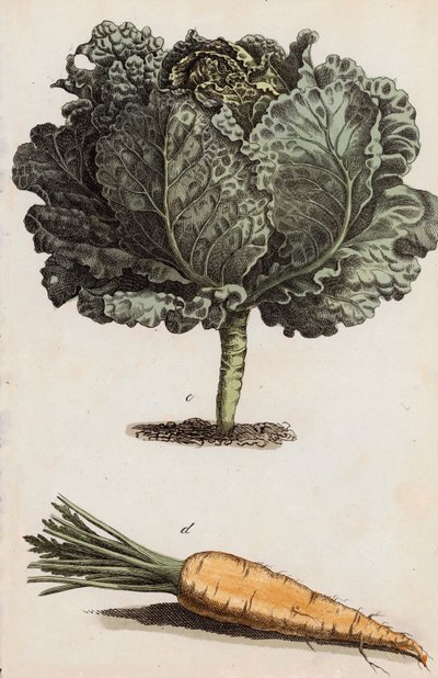 Cabbage and Carrot by European School