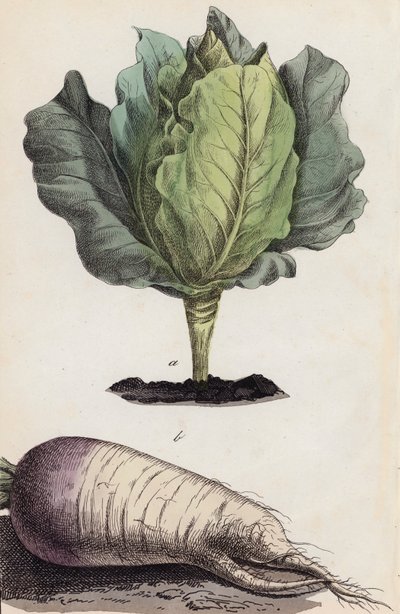 Cabbage and Root Vegetable by European School