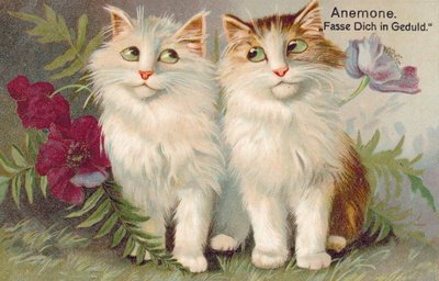 Cat Postcard by European School
