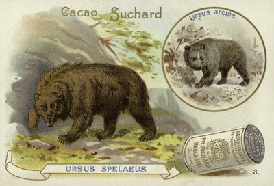 Cave bear and brown bear by European School