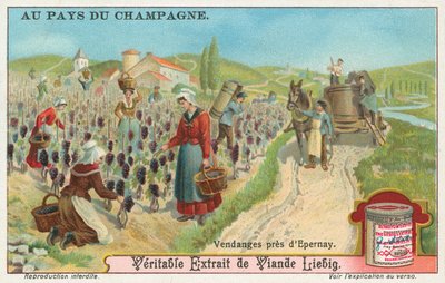 Champagne by European School