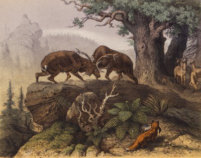 Combat of Two Stags near an Oak by European School