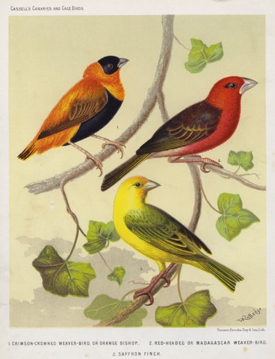 Crimson-Crowned Weaver-Bird or Orange Bishop, Red-Headed or Madagascar Weaver-Bird, Saffron Finch by European School