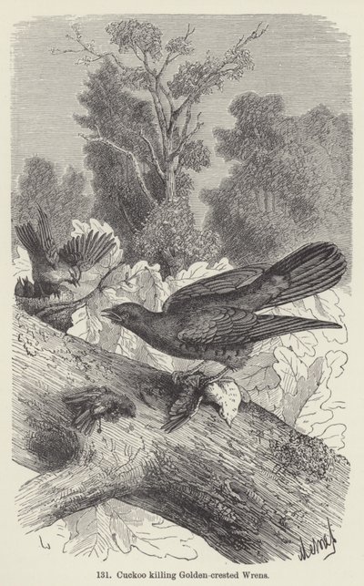 Cuckoo killing Golden-crested Wrens by European School