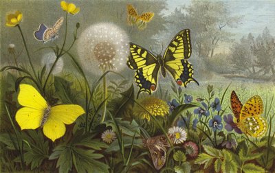 German Butterflies by European School