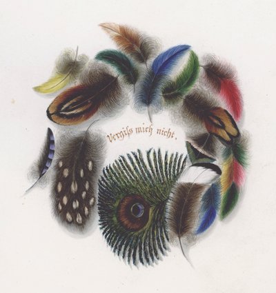 Feathers by European School