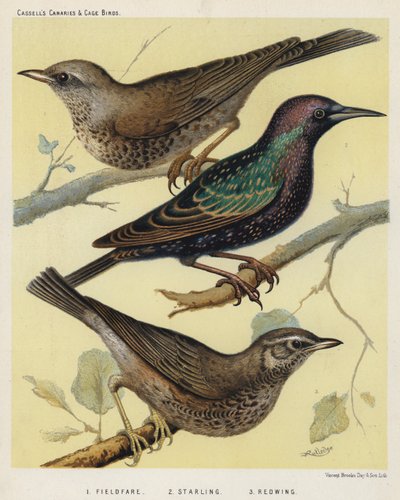 Fieldfare, Starling, Redwing by European School