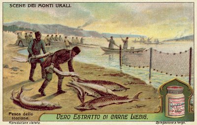 Fishing for sturgeon by European School