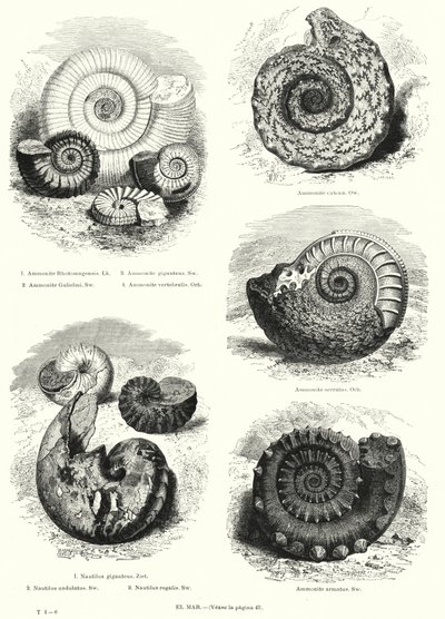 Fossils of ammonites and nautilus by European School