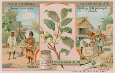 Gamboge and Its Transport from Borneo by European School