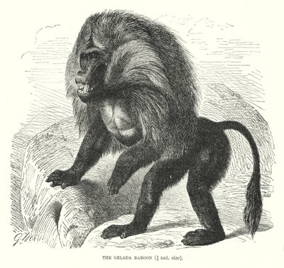 Gelada Baboon by European School