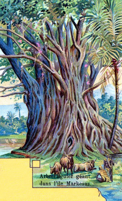 Giant Fig Tree at Anna Maria Bay, Nuku Hiva, Marquesas Islands by European School
