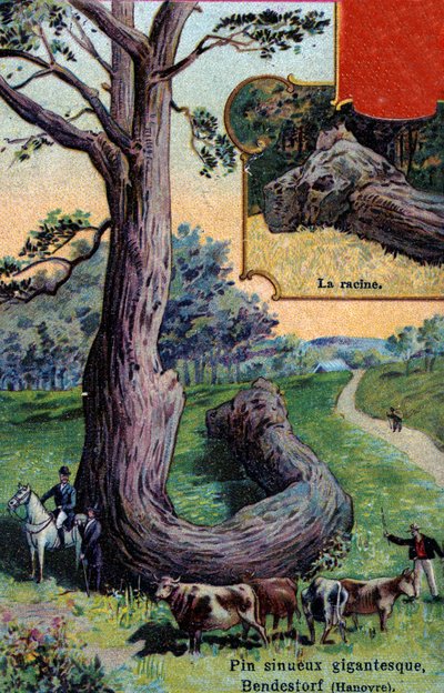 Giant Sinuous Pine Tree and Its Root, at Bendestorf, Near Hanover, Germany by European School