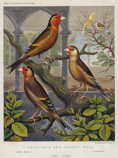 Goldfinch and Canary Mule, Dark Mealy, Cinnamon, Dark Jonque by European School