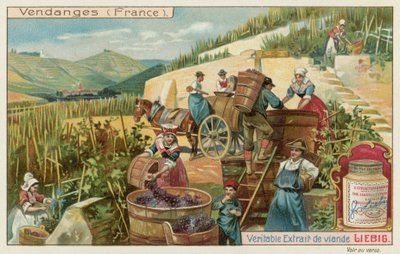 Grape Harvest in France by European School