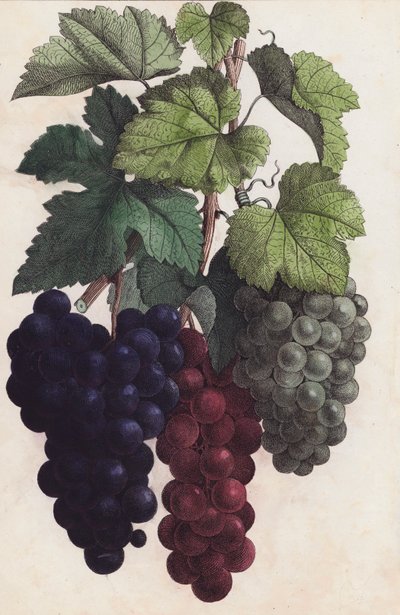 Grapes by European School