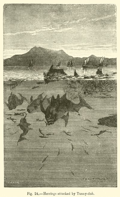 Herrings attacked by Tunny-fish by European School