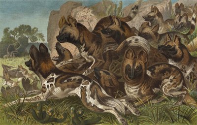 Hianenhund by European School