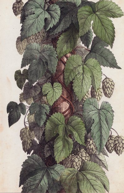 Hop Vine by European School