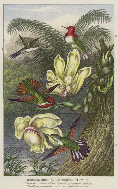 Humming birds among Tropical flowers by European School