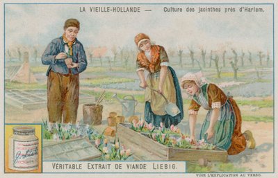 Hyacinth Crop Near Haarlem by European School