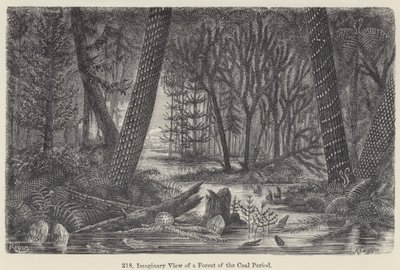 Imaginary View of a Forest of the Coal Period by European School