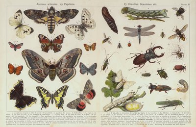 Insects and other invertebrates by European School