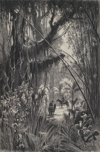 Jungle in the Cordillera of Salta, north-west Argentina by European School