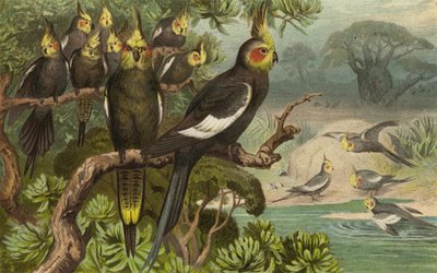 Cockatoo, Corella by European School