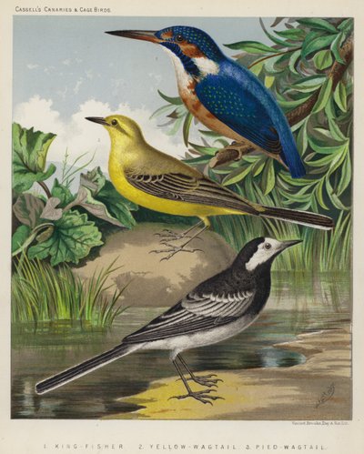 King-Fisher, Yellow-Wagtail, Pied-Wagtail by European School