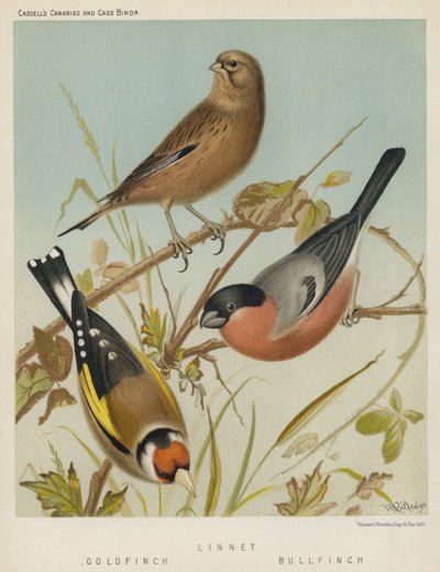 Linnet, Gold Finch, Bull Finch by European School