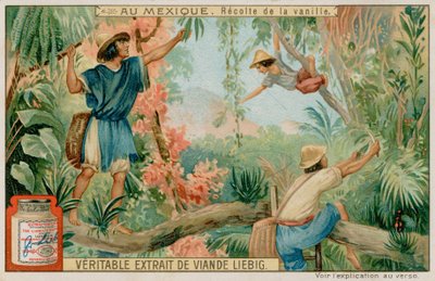 Mexicans Harvesting Vanilla Pods by European School