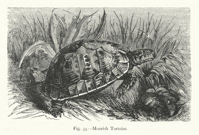 Moorish Tortoise by European School