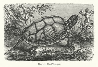 Mud Tortoise by European School
