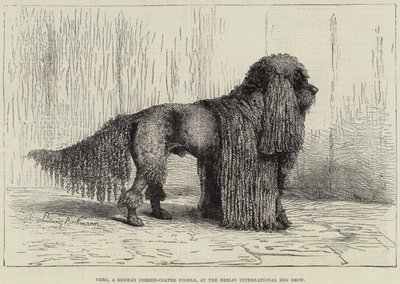 Nero, a German Corded-Coated Poodle, at the Berlin International Dog Show by European School