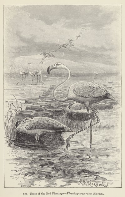 Nests of the Red Flamingo, Phoenicopterus ruber, Cuvier by European School