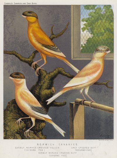 Norwich Canaries, Evenly Marked Crested Yellow, Cayenne Fed, Grey Crested Buff, Cayenne Fed, Evenly Marked Crested Buff, Cayenne Fed by European School