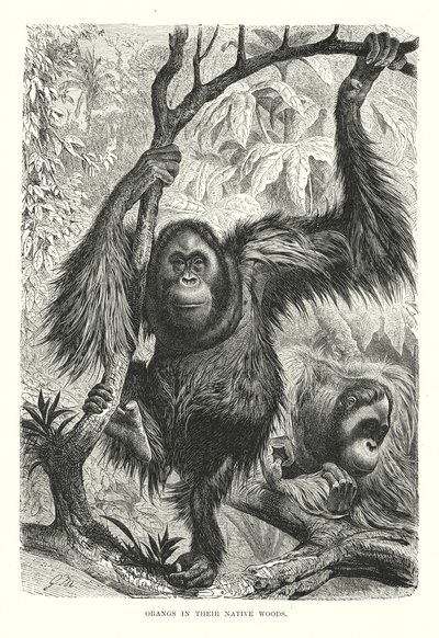 Orangs in Their Native Woods by European School