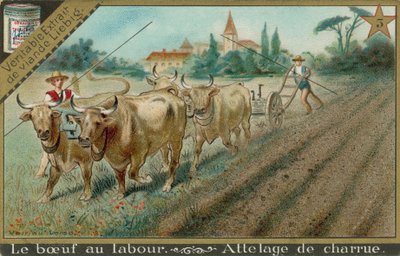 Oxen Pulling a Plough by European School