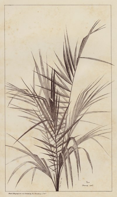 Palm, Chamaerops Exelsa by European School