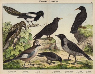 Passeres, Crows by European School