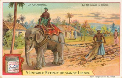 Ploughing by Elephant, Ceylon by European School