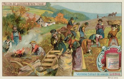 Potato Harvest in Ireland by European School