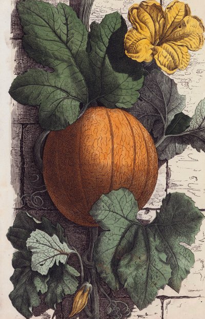 Pumpkin by European School