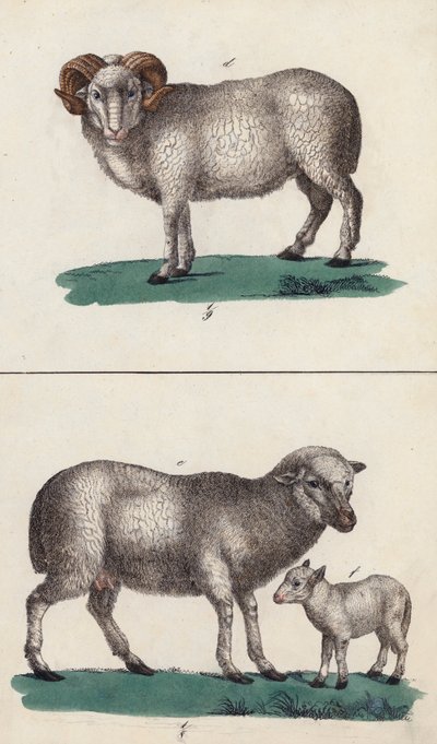 Ram, Sheep and Lamb by European School